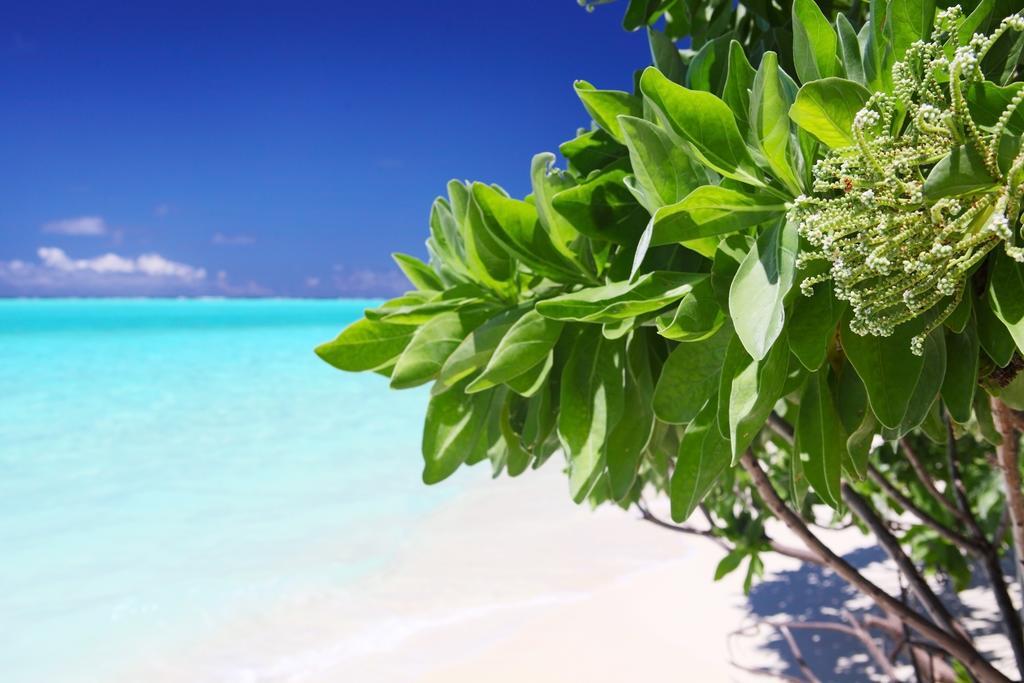 Holiday Cottage Thoddoo, Maldives Екстериор снимка