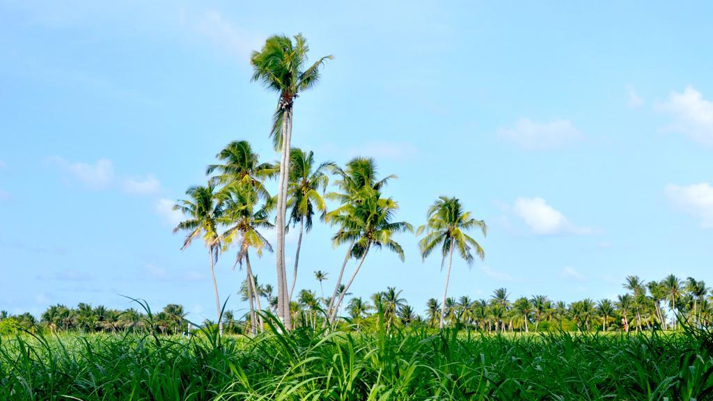 Holiday Cottage Thoddoo, Maldives Екстериор снимка